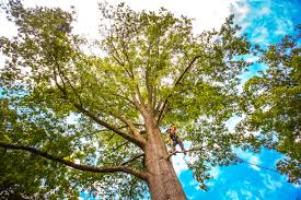 Best Tree Cabling and Bracing  in South Woodstock, CT