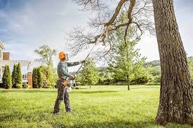 Best Tree Disease Treatment  in South Woodstock, CT