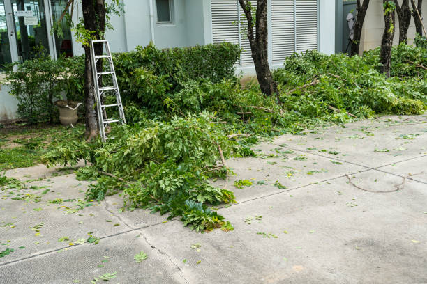  South Woodstock, CT Tree Removal Pros