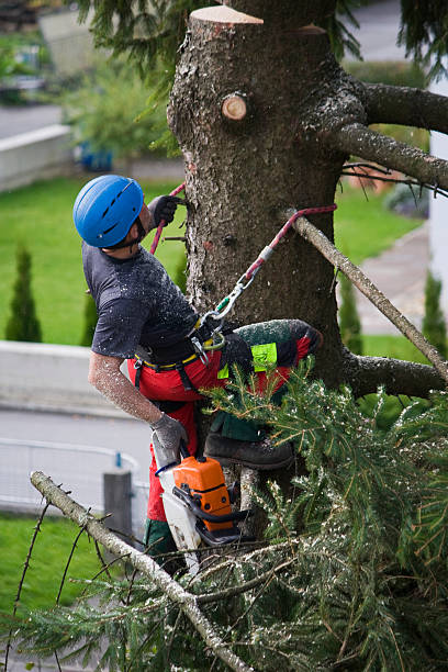 Best Fruit Tree Pruning  in South Woodstock, CT