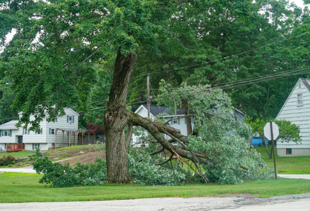 Reliable South Woodstock, CT Tree Removal Solutions