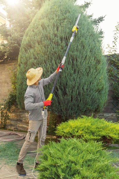 How Our Tree Care Process Works  in  South Woodstock, CT