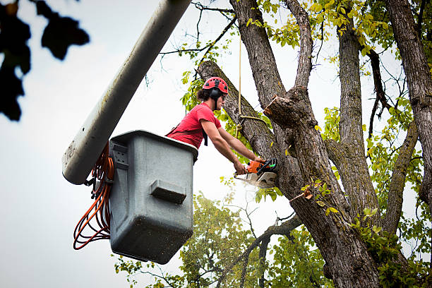 Best Hazardous Tree Removal  in South Woodstock, CT