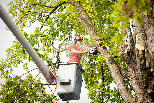 Best Palm Tree Trimming  in South Woodstock, CT